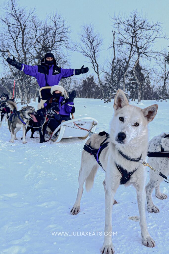 lapland, finland-4-husky ride-juliaxeats