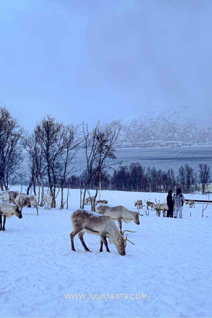 JULIAXEATS - TROMSO - NORWAY - THINGS TO DO